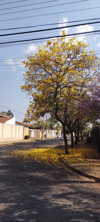 Foto 13 de 31 — Florada dos ipês dá novo colorido a Araraquara e internautas enviam fotos; veja